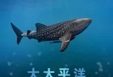 大太平洋 (2017) 4K REMUX(蓝光 原盘) 外挂中字-夸克网盘吧