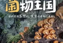 菌物王国 (2023) 1080P 国语中字-夸克网盘吧