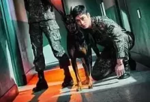 军检察官多伯曼犬.2022.HD1080P.韩语中字.16集全-夸克网盘吧